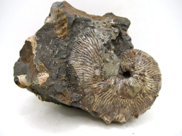 South Dakota Cretaceous Fossil Ammonite 62 | Fossils for Sale Genuine Cretaceous Age Scaphites Ammonite Fossil For Sale from South Dakota #62