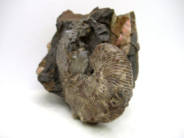 South Dakota Cretaceous Fossil Ammonite 62a | Fossils for Sale Genuine Cretaceous Age Scaphites Ammonite Fossil For Sale from South Dakota #62a