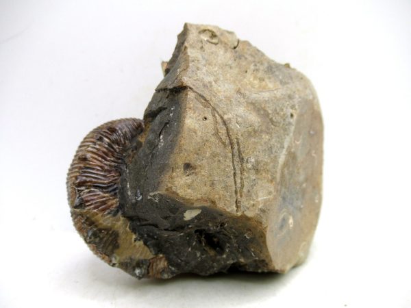 South Dakota Cretaceous Fossil Ammonite 62b | Fossils for Sale Genuine Cretaceous Age Scaphites Ammonite Fossil For Sale from South Dakota #62b