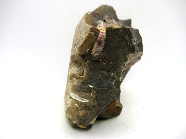 South Dakota Cretaceous Fossil Ammonite 62c | Fossils for Sale Genuine Cretaceous Age Scaphites Ammonite Fossil For Sale from South Dakota #62c