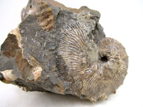 South Dakota Cretaceous Fossil Ammonite 62e | Fossils for Sale Genuine Cretaceous Age Scaphites Ammonite Fossil For Sale from South Dakota #62e