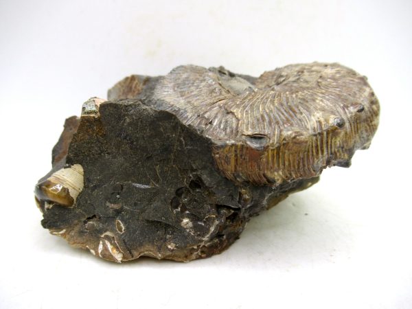 South Dakota Cretaceous Fossil Ammonite 62f | Fossils for Sale Genuine Cretaceous Age Scaphites Ammonite Fossil For Sale from South Dakota #62f