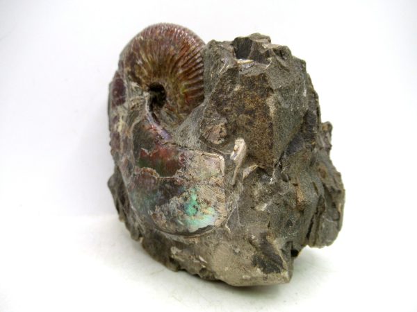 South Dakota Cretaceous Fossil Ammonite 63a | Fossils for Sale Genuine Cretaceous Age Scaphites Ammonite Fossil For Sale from South Dakota #63a