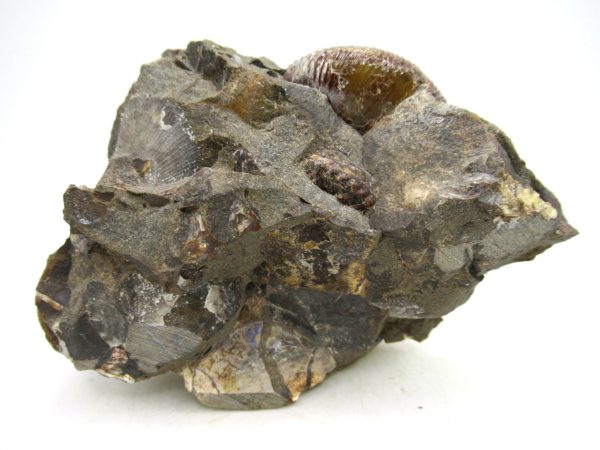 South Dakota Cretaceous Fossil Ammonite 63c | Fossils for Sale Genuine Cretaceous Age Scaphites Ammonite Fossil For Sale from South Dakota #63c