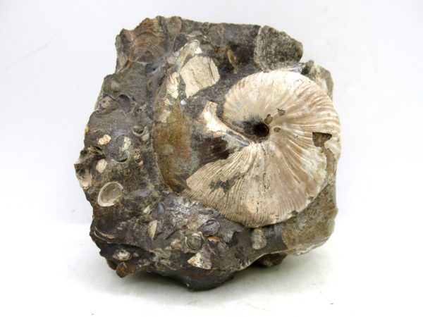 South Dakota Cretaceous Fossil Ammonite 64 | Fossils for Sale Genuine Cretaceous Age Scaphites Ammonite Fossil For Sale from South Dakota #64
