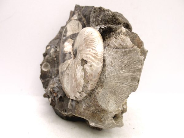 South Dakota Cretaceous Fossil Ammonite 64a | Fossils for Sale Genuine Cretaceous Age Scaphites Ammonite Fossil For Sale from South Dakota #64a