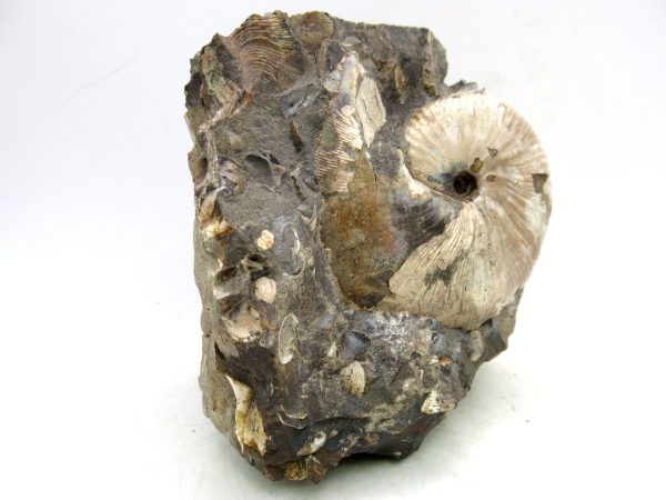 South Dakota Cretaceous Fossil Ammonite 64c | Fossils for Sale Genuine Cretaceous Age Scaphites Ammonite Fossil For Sale from South Dakota #64c
