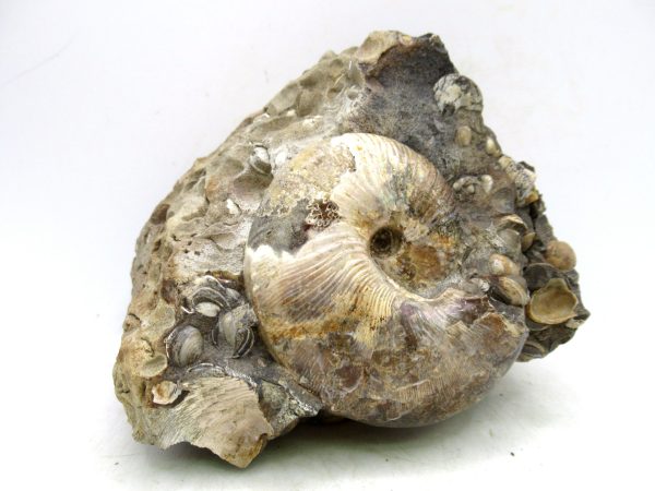 South Dakota Cretaceous Fossil Ammonite 65 | Fossils for Sale Genuine Cretaceous Age Scaphites Ammonite Fossil For Sale from South Dakota #65
