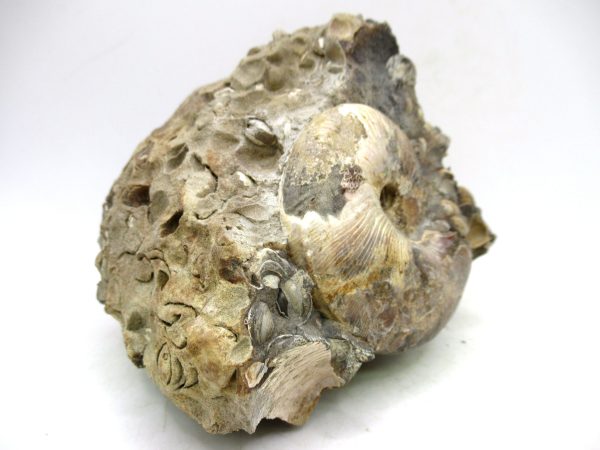 South Dakota Cretaceous Fossil Ammonite 65d | Fossils for Sale Genuine Cretaceous Age Scaphites Ammonite Fossil For Sale from South Dakota #65d