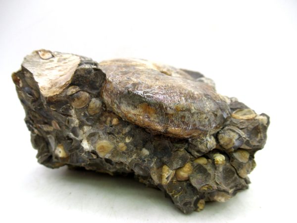 South Dakota Cretaceous Fossil Ammonite 65e | Fossils for Sale Genuine Cretaceous Age Scaphites Ammonite Fossil For Sale from South Dakota #65e