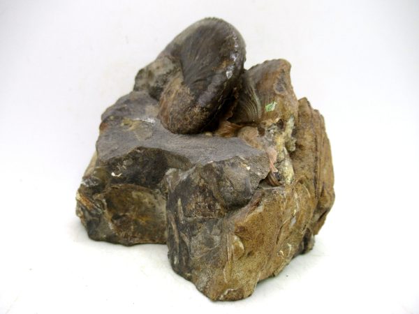 South Dakota Cretaceous Fossil Ammonite 66a | Fossils for Sale Genuine Cretaceous Age Scaphites Ammonite Fossil For Sale from South Dakota #66a