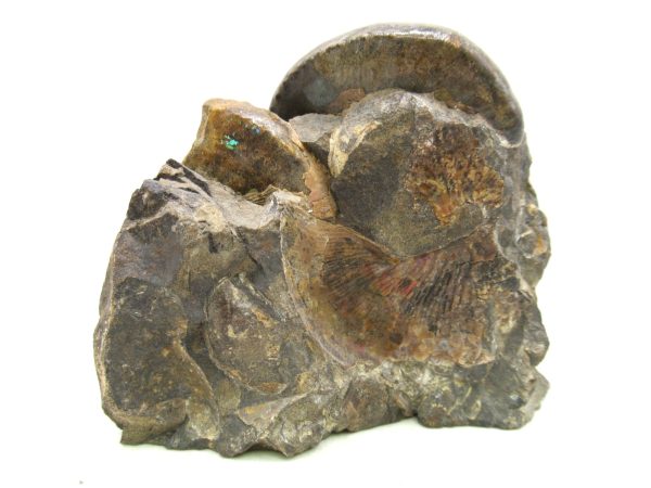 South Dakota Cretaceous Fossil Ammonite 66c | Fossils for Sale Genuine Cretaceous Age Scaphites Ammonite Fossil For Sale from South Dakota #66c