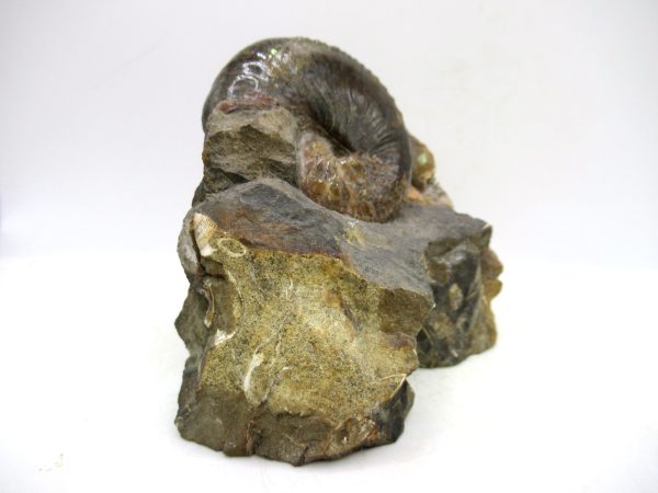 South Dakota Cretaceous Fossil Ammonite 66e | Fossils for Sale Genuine Cretaceous Age Scaphites Ammonite Fossil For Sale from South Dakota #66e