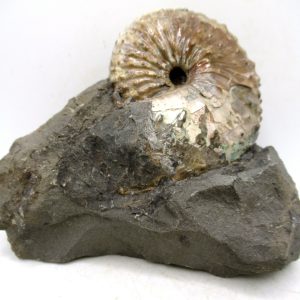 Genuine Cretaceous Age Scaphites Ammonite Fossil For Sale from South Dakota #67