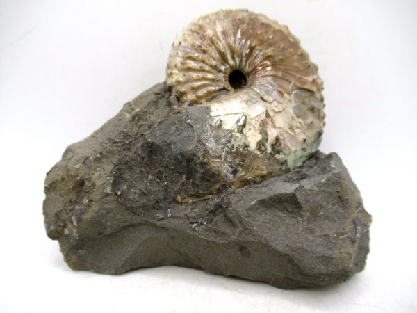 South Dakota Cretaceous Fossil Ammonite 67 | Fossils for Sale Genuine Cretaceous Age Scaphites Ammonite Fossil For Sale from South Dakota #67