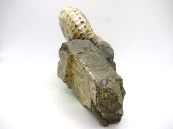 South Dakota Cretaceous Fossil Ammonite 67d | Fossils for Sale Genuine Cretaceous Age Scaphites Ammonite Fossil For Sale from South Dakota #67d