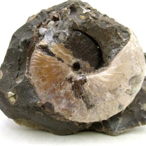 Genuine Cretaceous Age Scaphites Ammonite Fossil For Sale from South Dakota #68