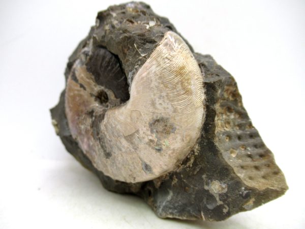 South Dakota Cretaceous Fossil Ammonite 68a | Fossils for Sale Genuine Cretaceous Age Scaphites Ammonite Fossil For Sale from South Dakota #68a