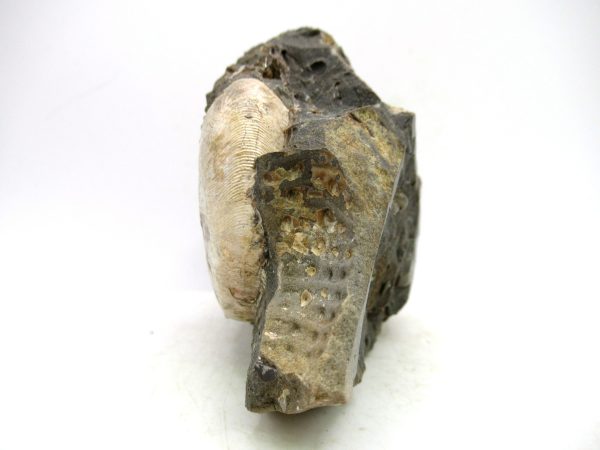 South Dakota Cretaceous Fossil Ammonite 68b | Fossils for Sale Genuine Cretaceous Age Scaphites Ammonite Fossil For Sale from South Dakota #68b