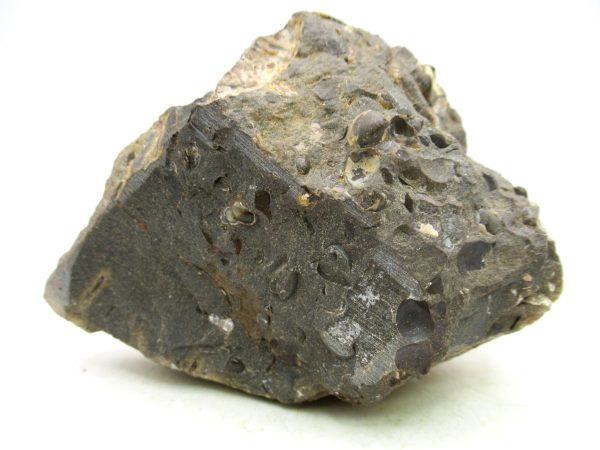 South Dakota Cretaceous Fossil Ammonite 68c | Fossils for Sale Genuine Cretaceous Age Scaphites Ammonite Fossil For Sale from South Dakota #68c