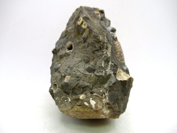 South Dakota Cretaceous Fossil Ammonite 68d | Fossils for Sale Genuine Cretaceous Age Scaphites Ammonite Fossil For Sale from South Dakota #68d