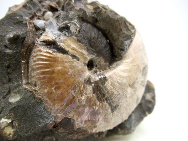 South Dakota Cretaceous Fossil Ammonite 68e | Fossils for Sale Genuine Cretaceous Age Scaphites Ammonite Fossil For Sale from South Dakota #68e