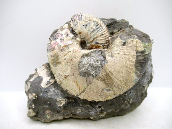 South Dakota Cretaceous Fossil Ammonite 69 | Fossils for Sale Genuine Cretaceous Age Scaphites Ammonite Fossil For Sale from South Dakota #69