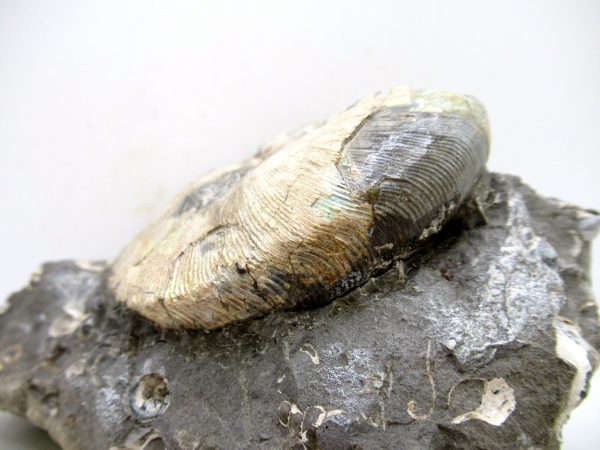 South Dakota Cretaceous Fossil Ammonite 69a | Fossils for Sale Genuine Cretaceous Age Scaphites Ammonite Fossil For Sale from South Dakota #69a