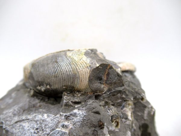 South Dakota Cretaceous Fossil Ammonite 69b | Fossils for Sale Genuine Cretaceous Age Scaphites Ammonite Fossil For Sale from South Dakota #69b