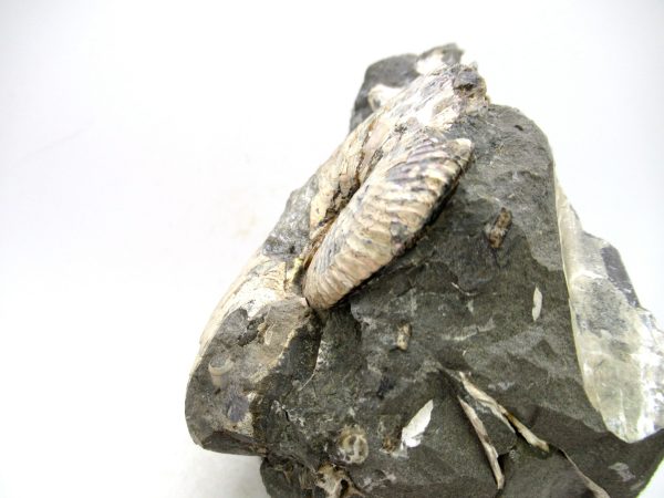 South Dakota Cretaceous Fossil Ammonite 69c | Fossils for Sale Genuine Cretaceous Age Scaphites Ammonite Fossil For Sale from South Dakota #69c