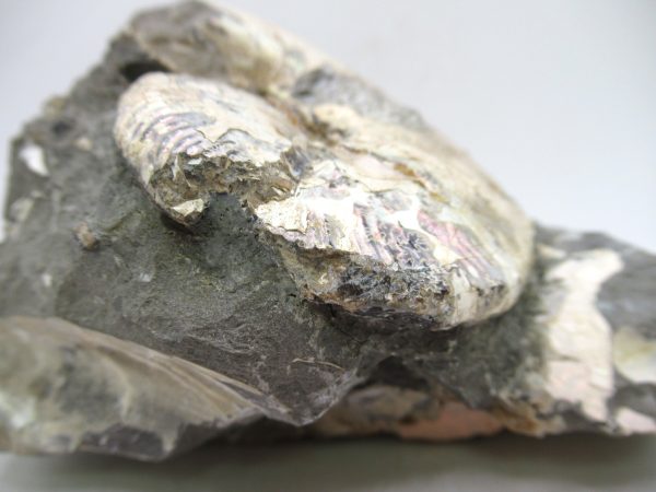 South Dakota Cretaceous Fossil Ammonite 69d | Fossils for Sale Genuine Cretaceous Age Scaphites Ammonite Fossil For Sale from South Dakota #69d