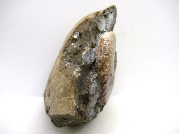 South Dakota Cretaceous Fossil Ammonite 70c | Fossils for Sale Genuine Cretaceous Age Scaphites Ammonite Fossil For Sale from South Dakota #70c