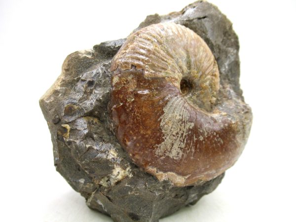 South Dakota Cretaceous Fossil Ammonite 70d | Fossils for Sale Genuine Cretaceous Age Scaphites Ammonite Fossil For Sale from South Dakota #70d