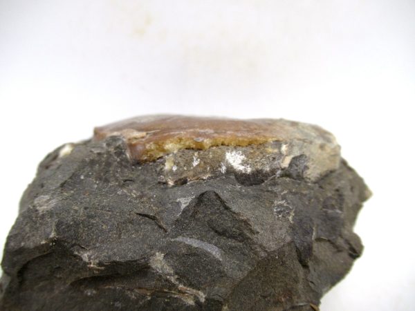 South Dakota Cretaceous Fossil Ammonite 70e | Fossils for Sale Genuine Cretaceous Age Scaphites Ammonite Fossil For Sale from South Dakota #70e