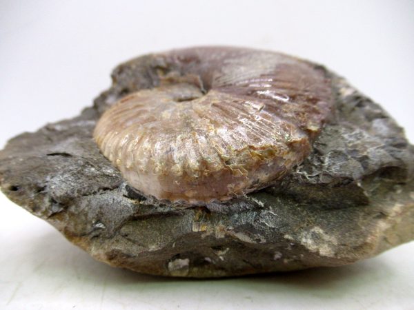 South Dakota Cretaceous Fossil Ammonite 70f | Fossils for Sale Genuine Cretaceous Age Scaphites Ammonite Fossil For Sale from South Dakota #70f