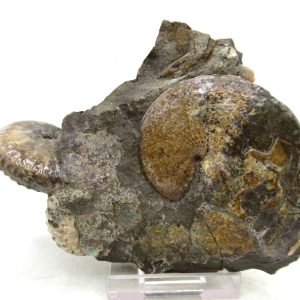 Genuine Cretaceous Age Ammonite Fossil For Sale from South Dakota #71
