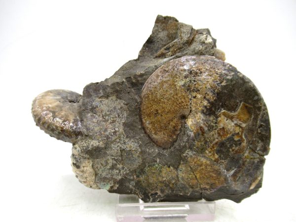 South Dakota Cretaceous Fossil Ammonite 71 | Fossils for Sale