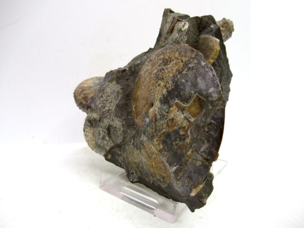 South Dakota Cretaceous Fossil Ammonite 71a | Fossils for Sale