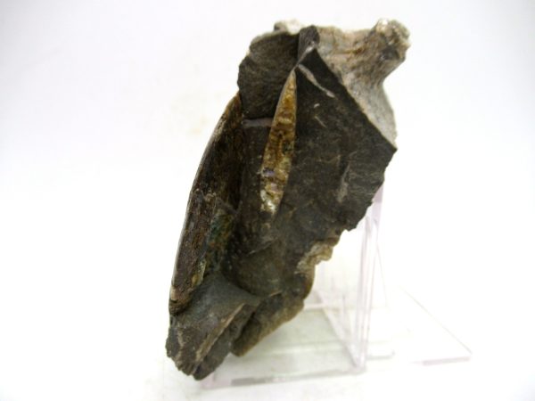 South Dakota Cretaceous Fossil Ammonite 71b | Fossils for Sale