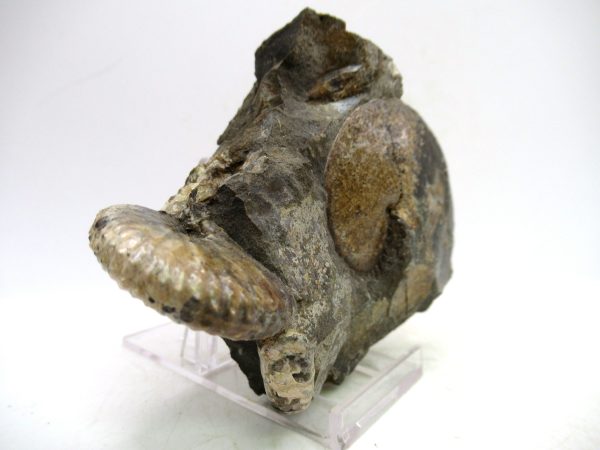 South Dakota Cretaceous Fossil Ammonite 71c | Fossils for Sale