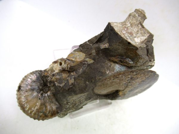 South Dakota Cretaceous Fossil Ammonite 71d | Fossils for Sale