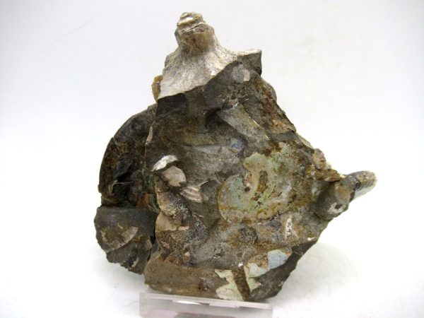 South Dakota Cretaceous Fossil Ammonite 71e | Fossils for Sale