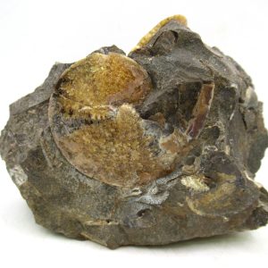 Genuine Cretaceous Age Ammonite Fossil For Sale from South Dakota #72