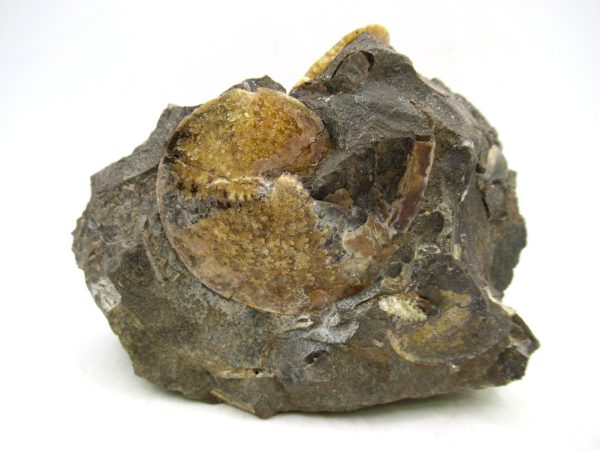 South Dakota Cretaceous Fossil Ammonite 72 | Fossils for Sale