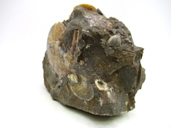 South Dakota Cretaceous Fossil Ammonite 72a | Fossils for Sale