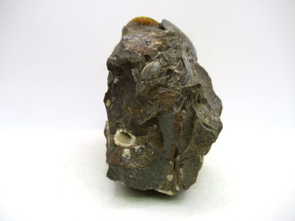 South Dakota Cretaceous Fossil Ammonite 72b | Fossils for Sale