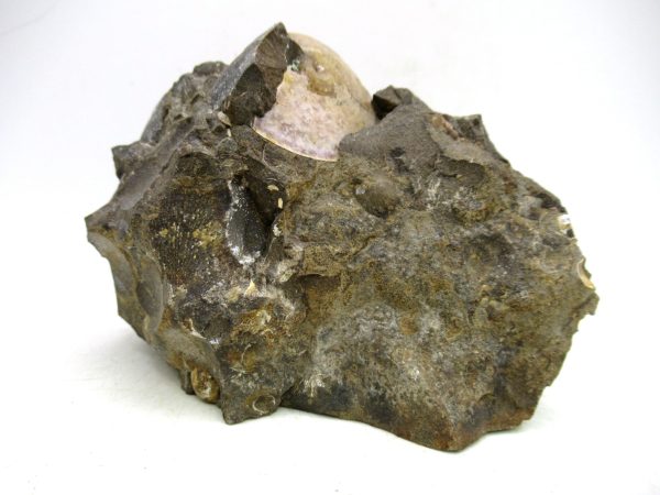 South Dakota Cretaceous Fossil Ammonite 72c | Fossils for Sale