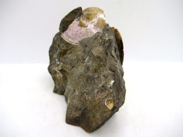 South Dakota Cretaceous Fossil Ammonite 72d | Fossils for Sale