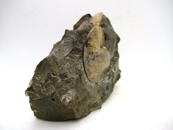 South Dakota Cretaceous Fossil Ammonite 72e | Fossils for Sale