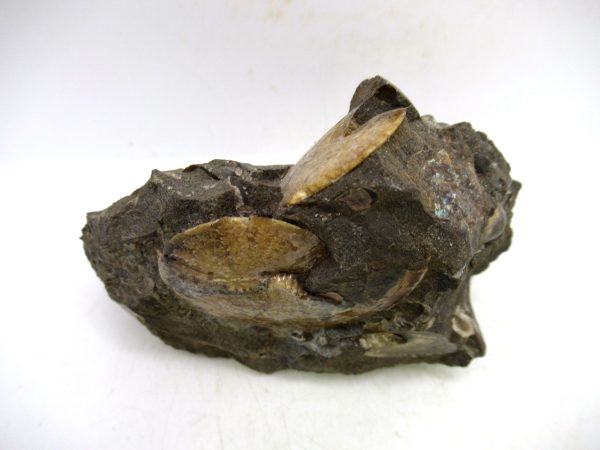 South Dakota Cretaceous Fossil Ammonite 72f | Fossils for Sale